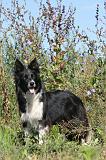 BORDER COLLIE 353